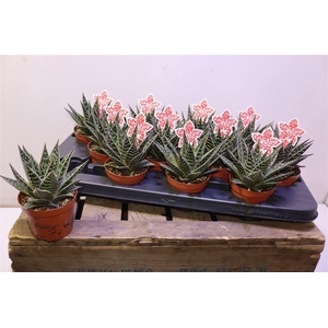 Aloe Tiki Tahi