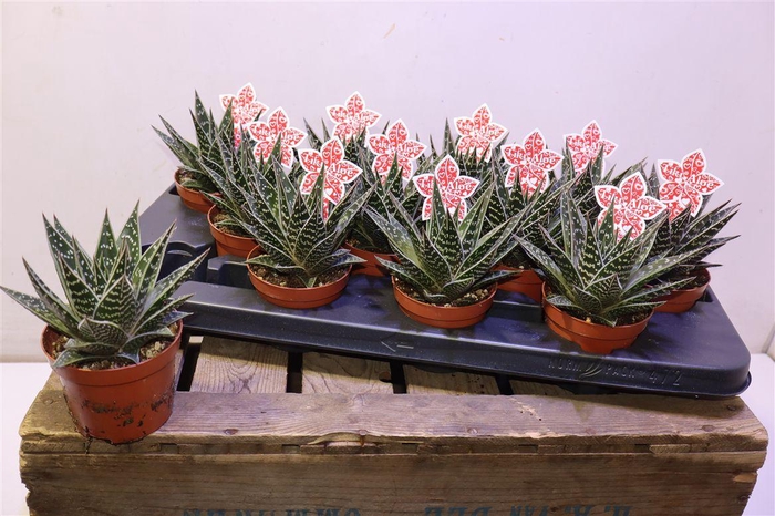 <h4>Aloe Tiki Tahi</h4>
