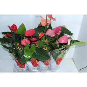 ANTHURIUM VARIADO P15