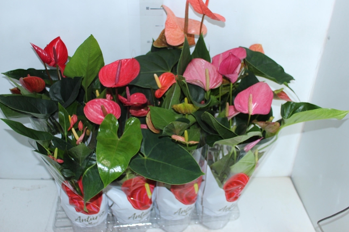 <h4>ANTHURIUM VARIADO P15</h4>