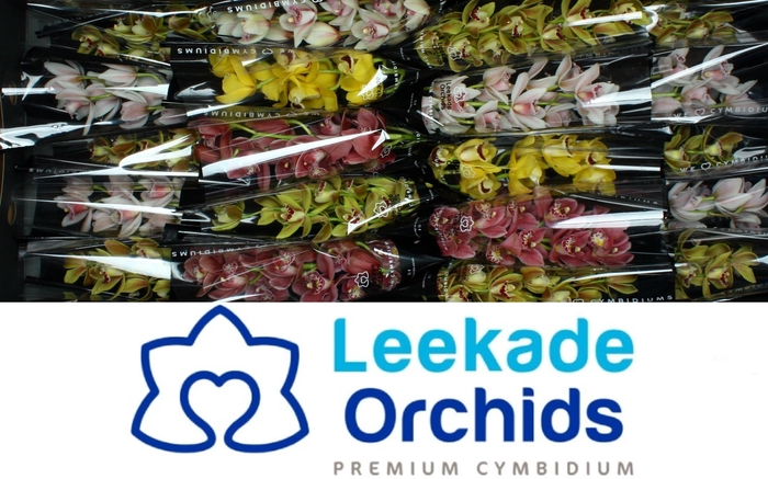 <h4>CYMB MI GEM</h4>