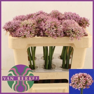 ALLIUM PINK JEWEL