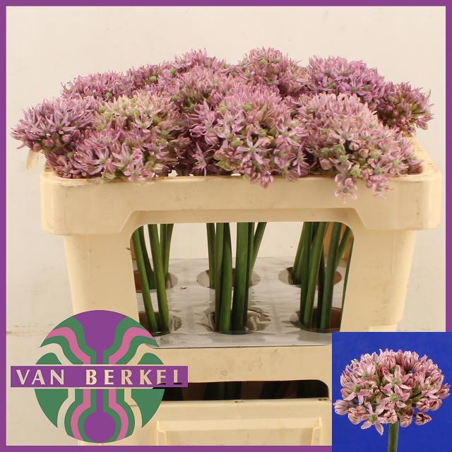 <h4>ALLIUM PINK JEWEL</h4>