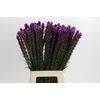 Liatris Callilepis