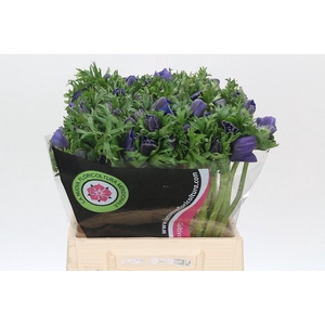 Anemone Mistral Plus Blue