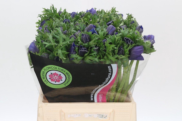 <h4>Anemone Mistral Plus Blue</h4>