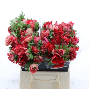 Anemone Fullstar Glory Red