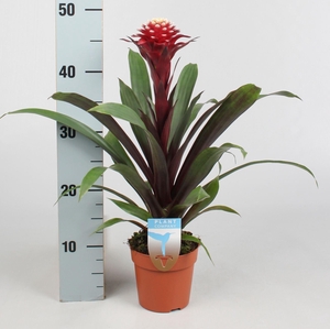 Guzmania  'Francesca'
