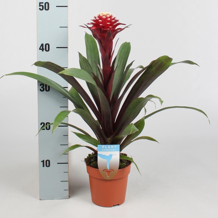 <h4>Guzmania  'Francesca'</h4>