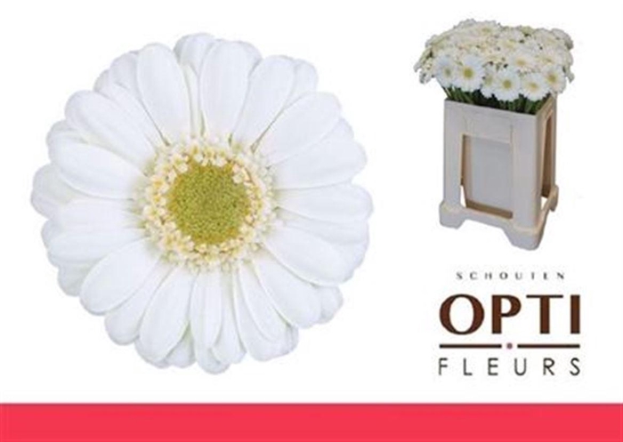 <h4>Ge Mi Albino</h4>