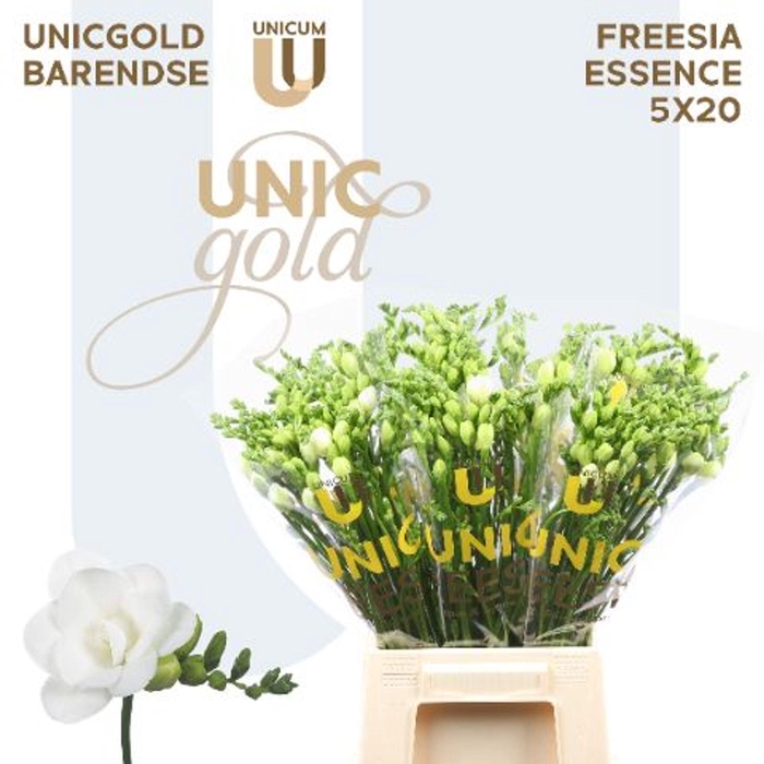 <h4>Freesia du Essence</h4>