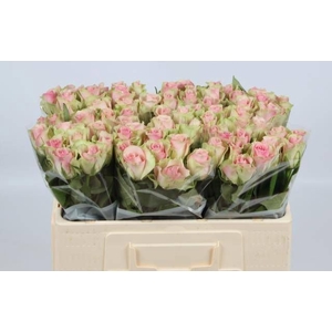 R GR BELLE ROSE
