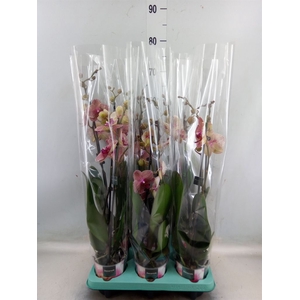 Phalaenopsis   ...