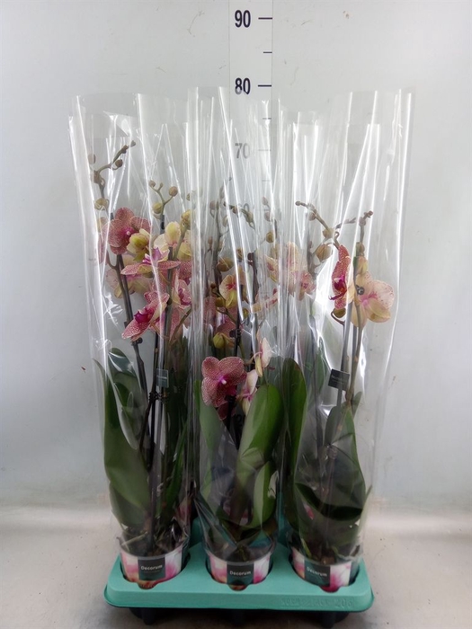 <h4>Phalaenopsis   ...</h4>