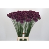 Allium Sphaerocephalon