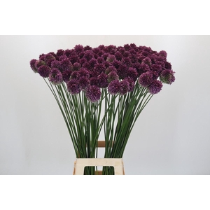 Allium Sphaerocephalon