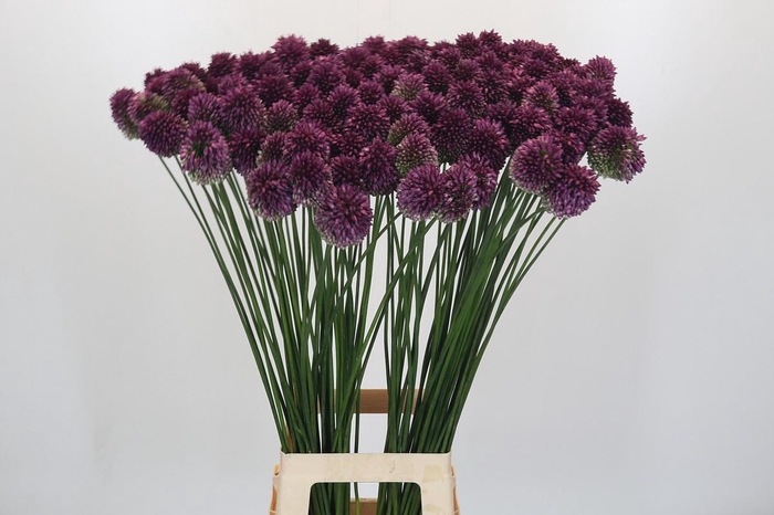 Allium Sphaerocephalon