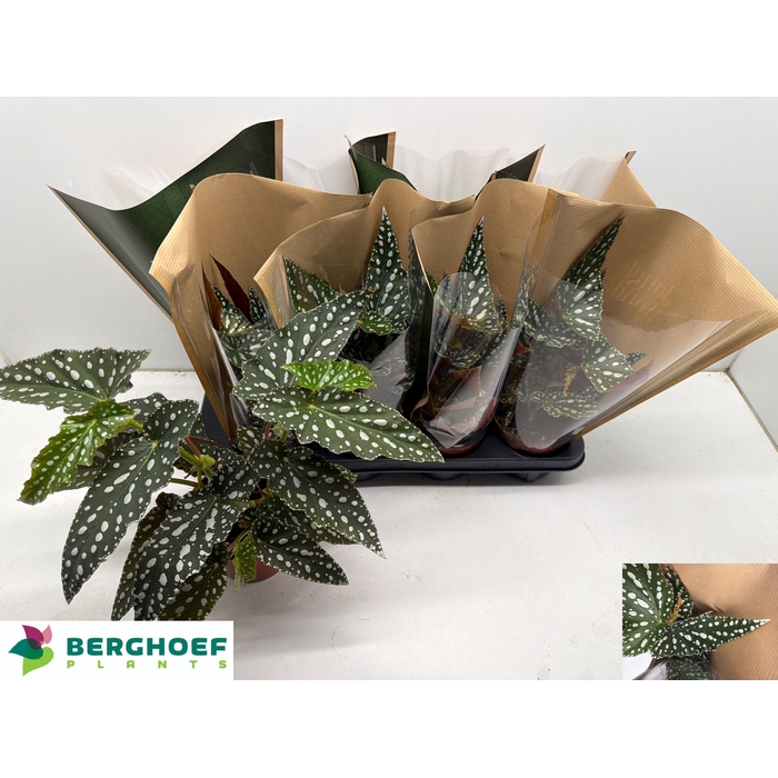 <h4>BEG MA SPOTL GREEN</h4>