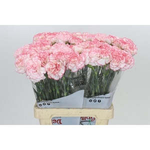 Dianthus St Poirot Bianco