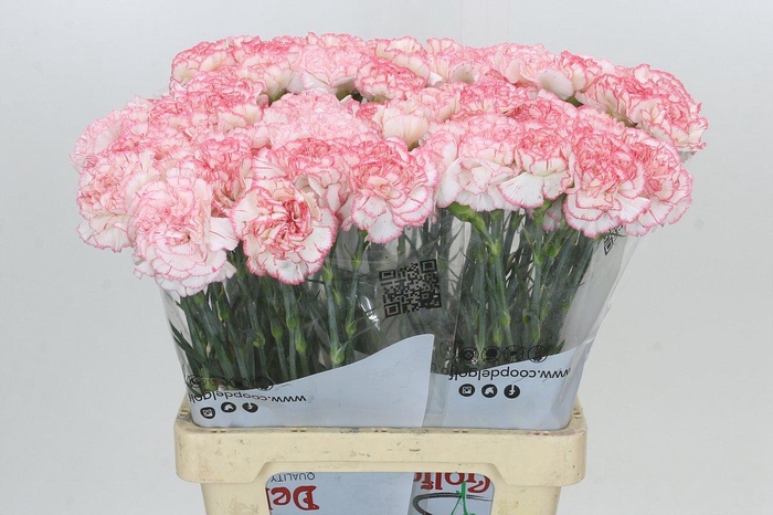 <h4>Dianthus St Poirot Bianco</h4>