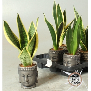 SANSEV TRIFASCIA  OV