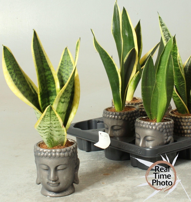 <h4>SANSEV TRIFASCIA  OV</h4>