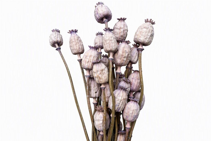 <h4>Dried Papaver X5 Frosted Milka Bunch</h4>