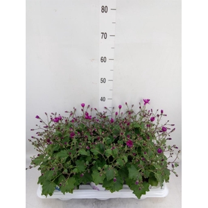 Pericallis cr. 'Senetti Magenta Bi'
