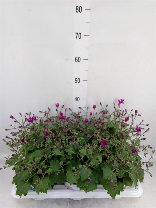 <h4>Pericallis cr. 'Senetti Magenta Bi'</h4>
