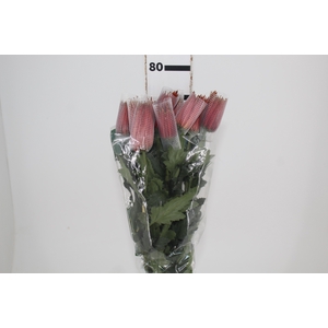 ANASTASIA CHISPA 080 CM BICOLOR