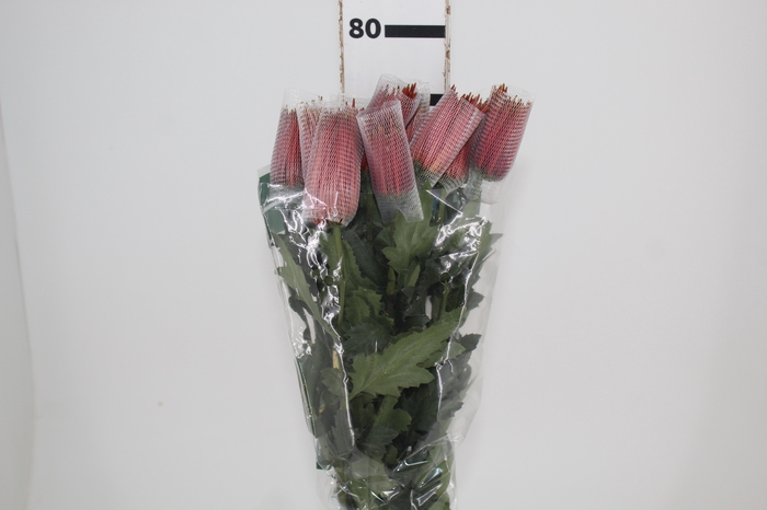 <h4>ANASTASIA CHISPA 080 CM BICOLOR</h4>