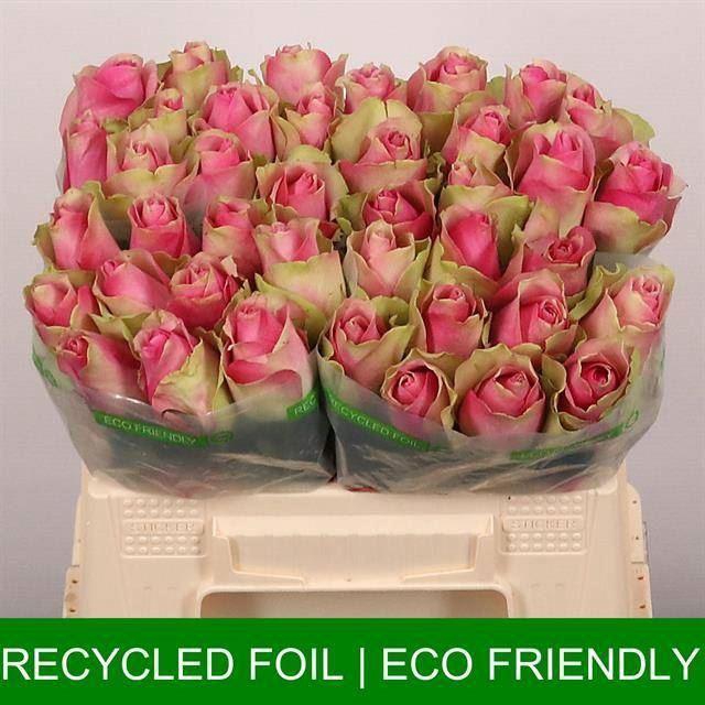 <h4>Rs Bellevue</h4>