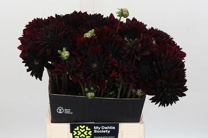 <h4>Dahlia Black Destiny</h4>