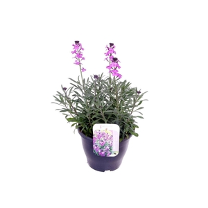 Erysimum linifolium Bowles Mauve