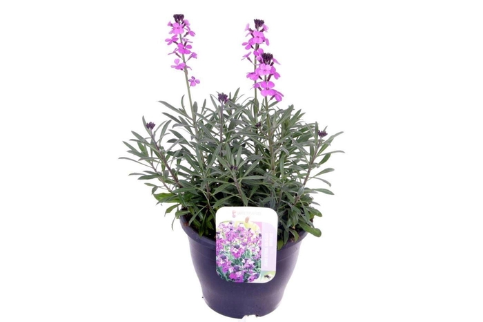 <h4>Erysimum linifolium Bowles Mauve</h4>