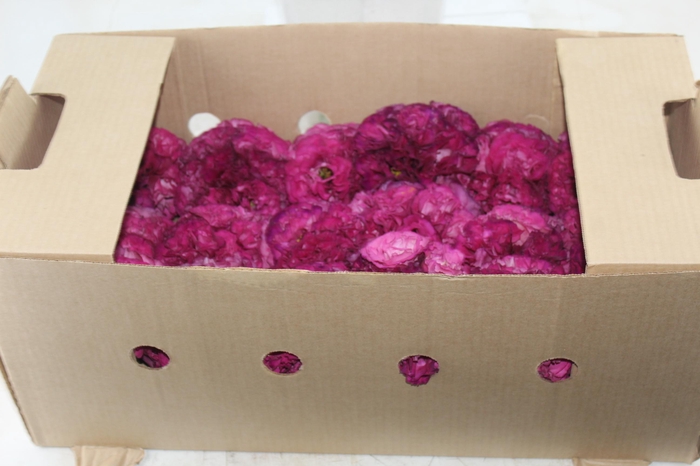 <h4>LISIANTHUS FLOR NIGHTINGALE VINHO</h4>