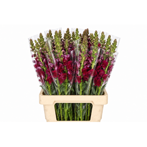 Antirrhinum Potomac Red