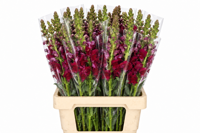 <h4>Antirrhinum Potomac Red</h4>