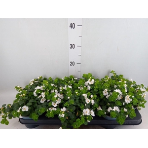 Sutera  'White Showers'