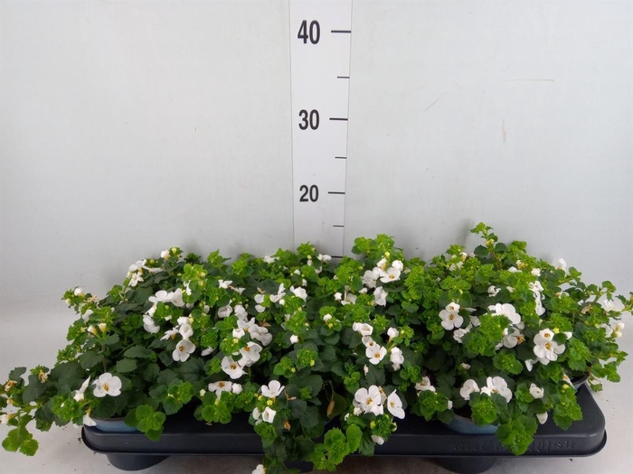 <h4>Sutera 'White Showers'</h4>