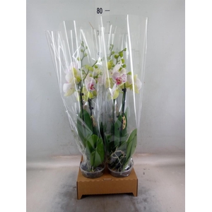 Phalaenopsis   ...