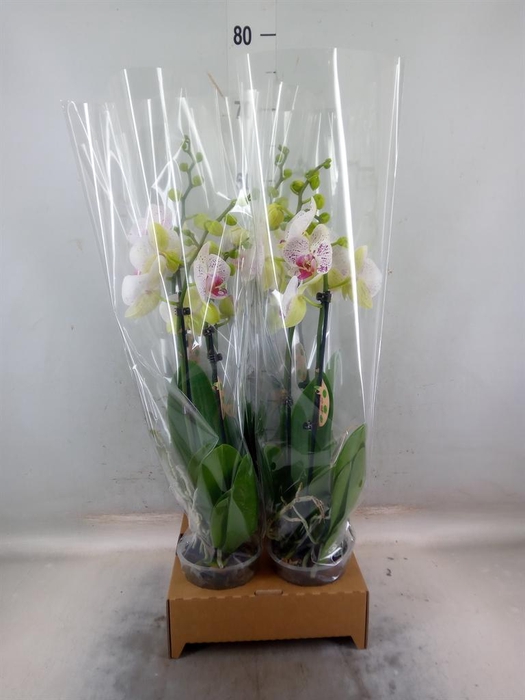 <h4>Phalaenopsis   ...</h4>
