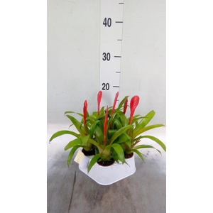 Vriesea  'Christiane'