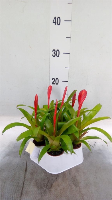 <h4>Vriesea  'Christiane'</h4>