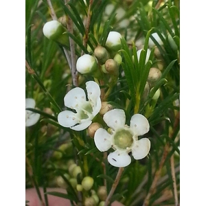Wax Luna (White, 60 gr/ps)