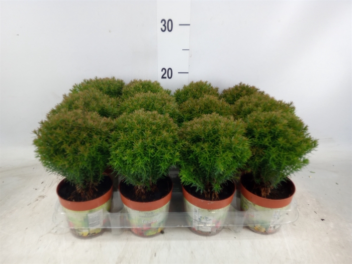 <h4>Thuja occid. 'Teddy'</h4>