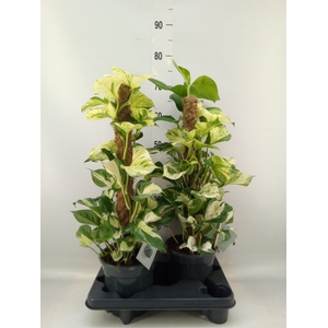 Epipremnum pinn. 'Manjula'