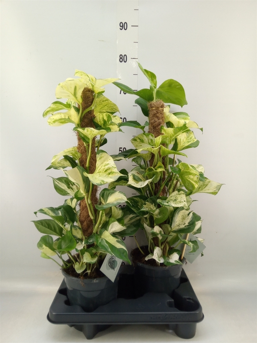 <h4>Epipremnum pinn. 'Manjula'</h4>