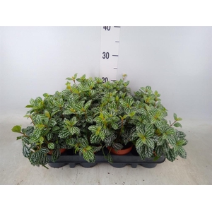 Pilea mollis 'Moon Valley'