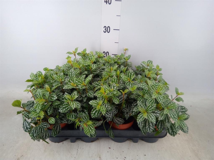 <h4>Pilea mollis 'Moon Valley'</h4>